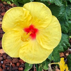 Meet your Posher, Kotchakorn june